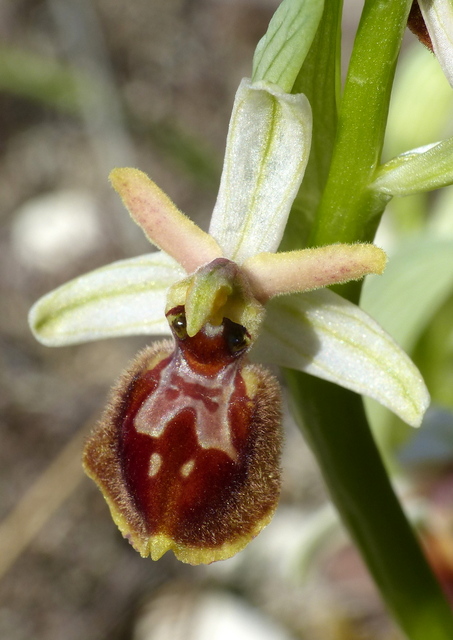 Ophrys precoci nellAbruzzo sud orientale 2022